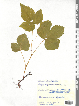 VOR 0005078