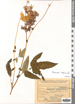 VOR 0005761