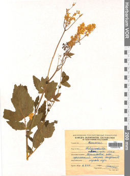 VOR 0005756