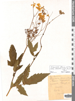 VOR 0005758