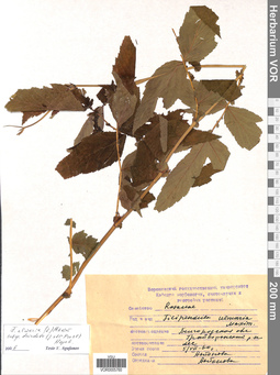 VOR 0005760