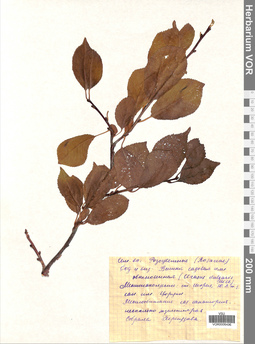 VOR 0006496