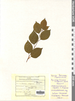 VOR 0006497