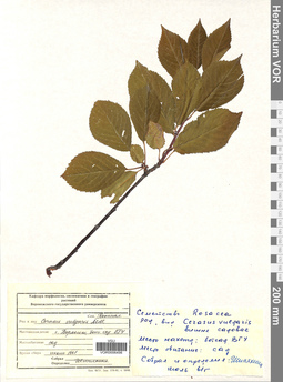 VOR 0006498