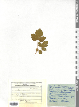 VOR 0005080