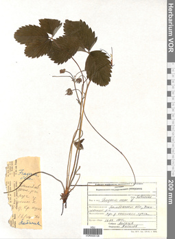 VOR 0005138
