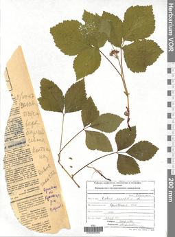 VOR 0005082