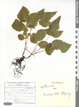 VOR 0005083