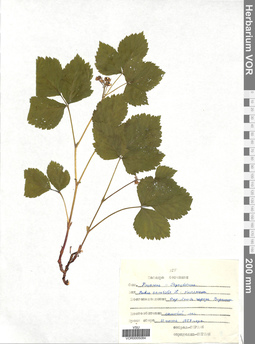 VOR 0005084