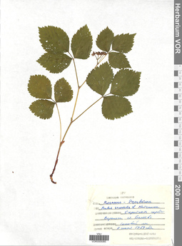 VOR 0005085