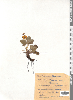 VOR 0005146
