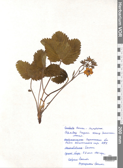 VOR 0005147