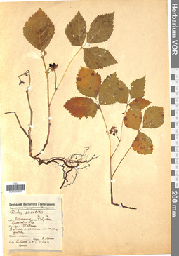 VOR 0005087