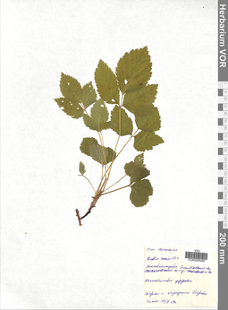 VOR 0005088