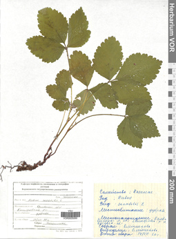 VOR 0005089