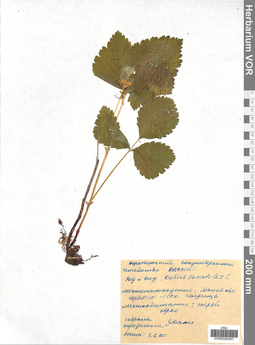 VOR 0005091