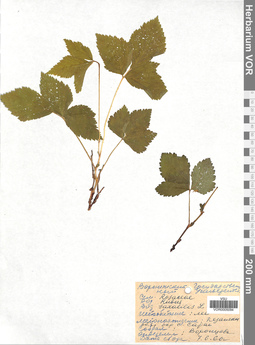 VOR 0005094