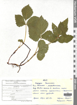 VOR 0005096