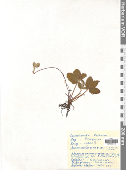 VOR 0005148