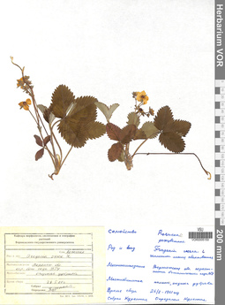 VOR 0005150