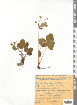 VOR 0005151