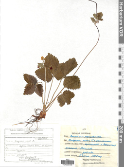 VOR 0005155