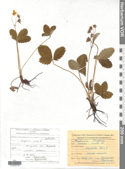 VOR 0005156