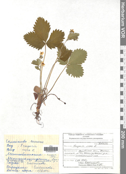 VOR 0005157