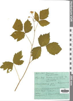 VOR 0005480