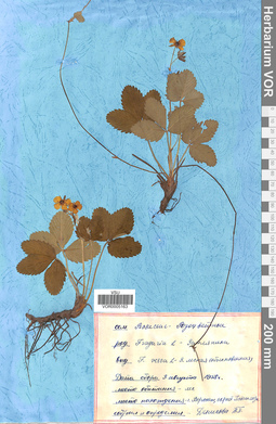 VOR 0005163