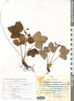 VOR 0005164