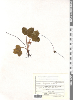 VOR 0005167