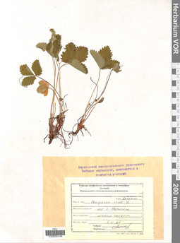 VOR 0005168