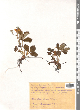 VOR 0005171