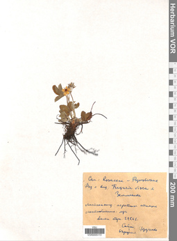 VOR 0005172
