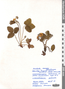 VOR 0005173