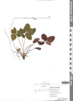 VOR 0005046