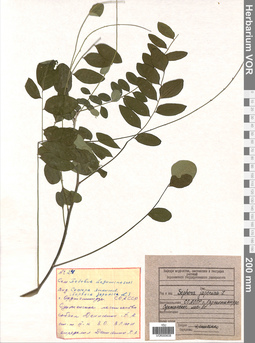 VOR 0009038