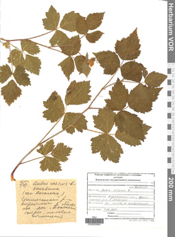 VOR 0004961