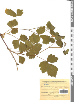 VOR 0004962