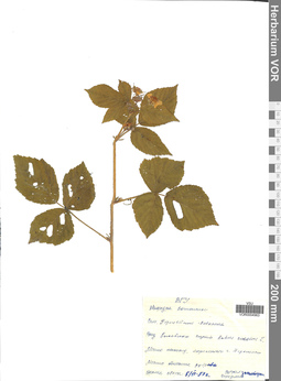 VOR 0004963