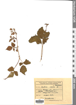 VOR 0004964