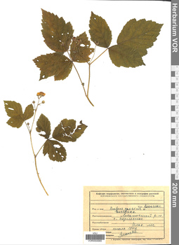 VOR 0004965
