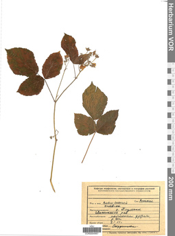 VOR 0004967