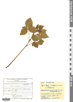 VOR 0004968