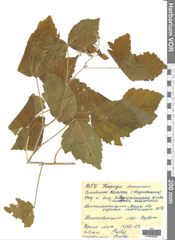 VOR 0005481
