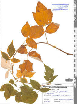 VOR 0005476