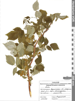 VOR 0005477