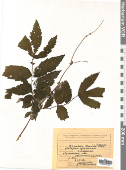 VOR 0005762