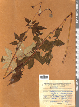 VOR 0005764